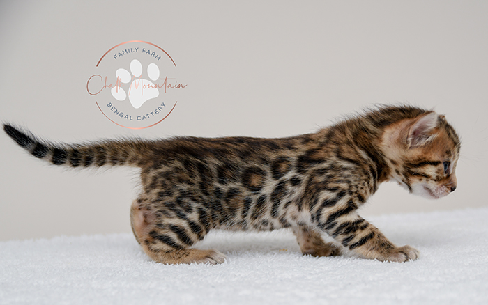 Bengal kitten for sale